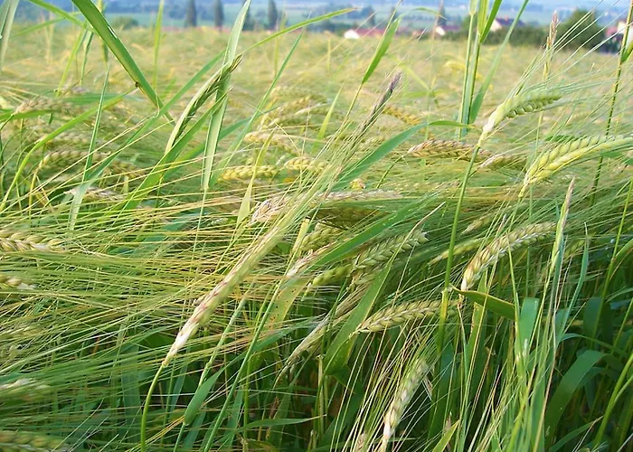 Margaretenhof Affittacamere Bayerbach